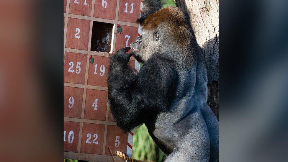 Gorilla eats treats from an advent calendar.