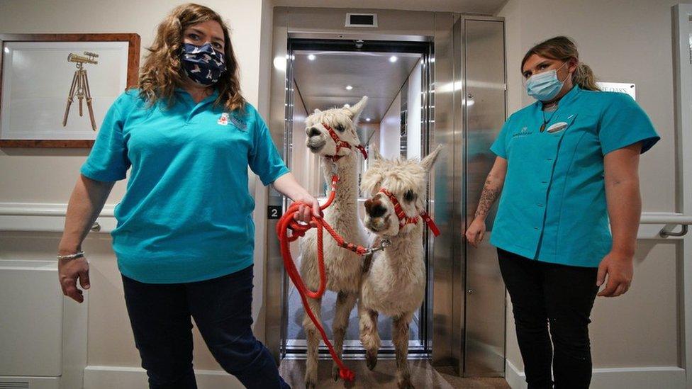 Alpacas Bethany and Alex joined care home residents for afternoon tea