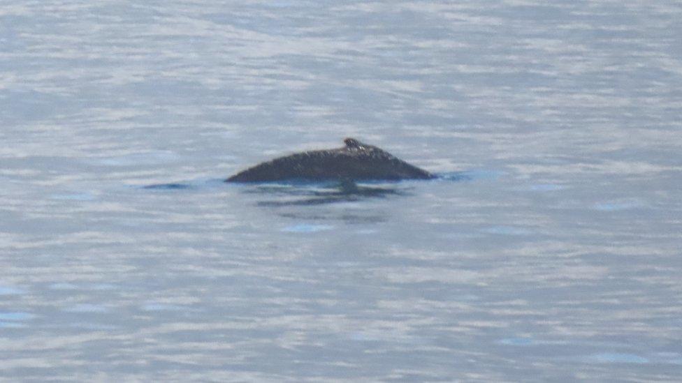 The humpback whale off the Cornish coast