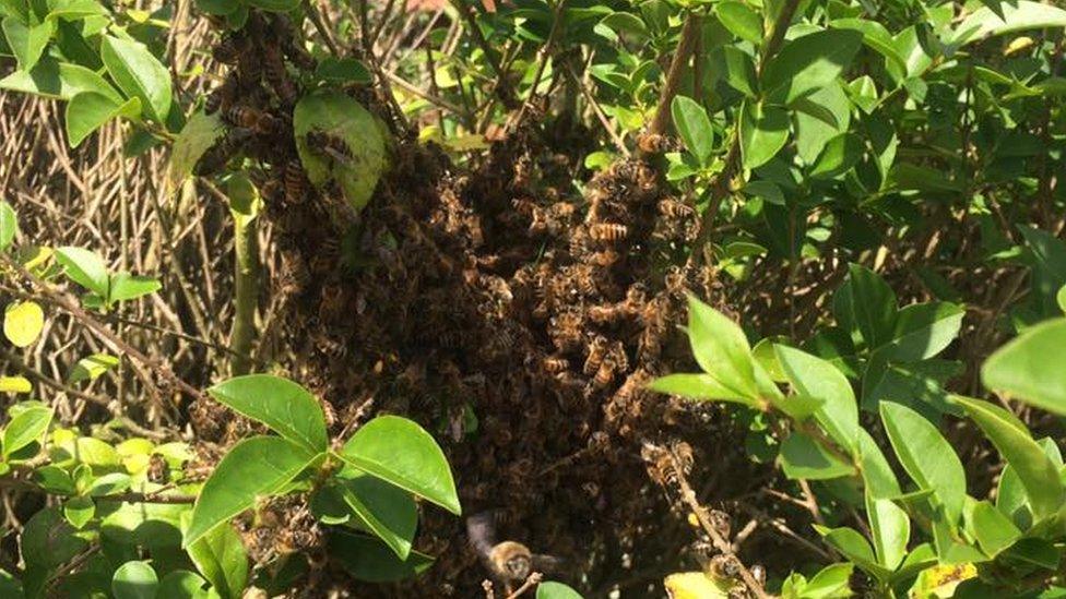 Bees clustering around a queen bee to keep her warm