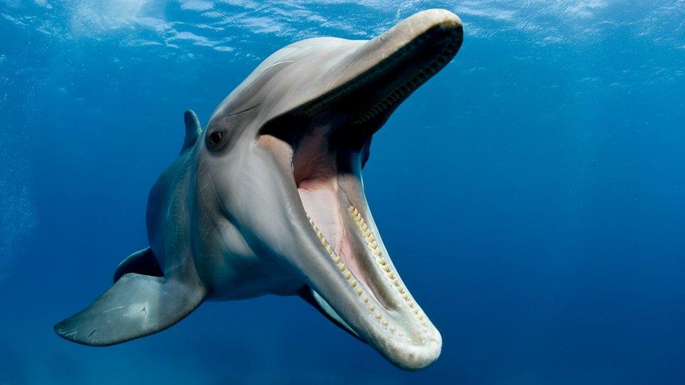 Dolphin with mouth open