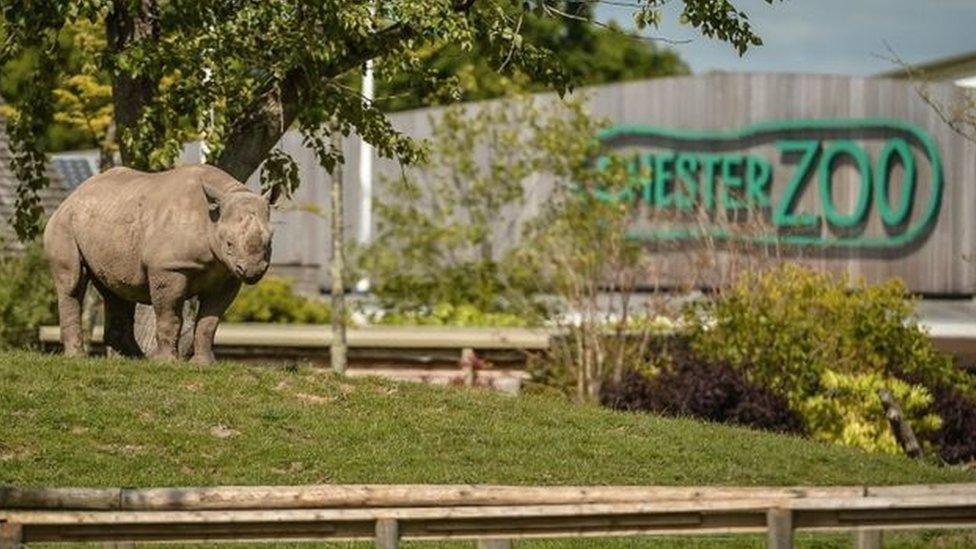 Rhino at Chester Zoo