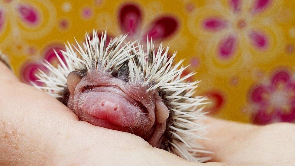 Baby hedgehog