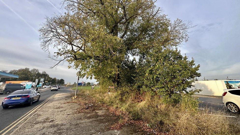 An elm tree in Witham