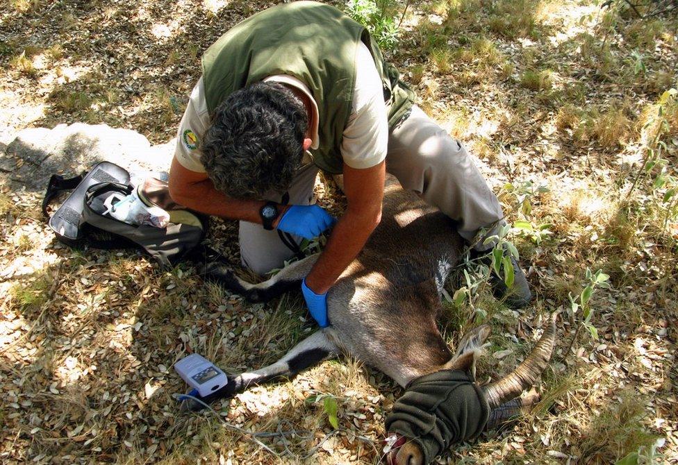 Vet checks pulse rate of a sedated ibex