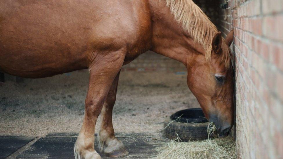 Poppy the horse