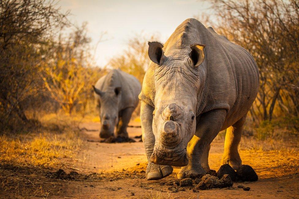 The audacious plan to airlift 80 rhinos to Australia - BBC News