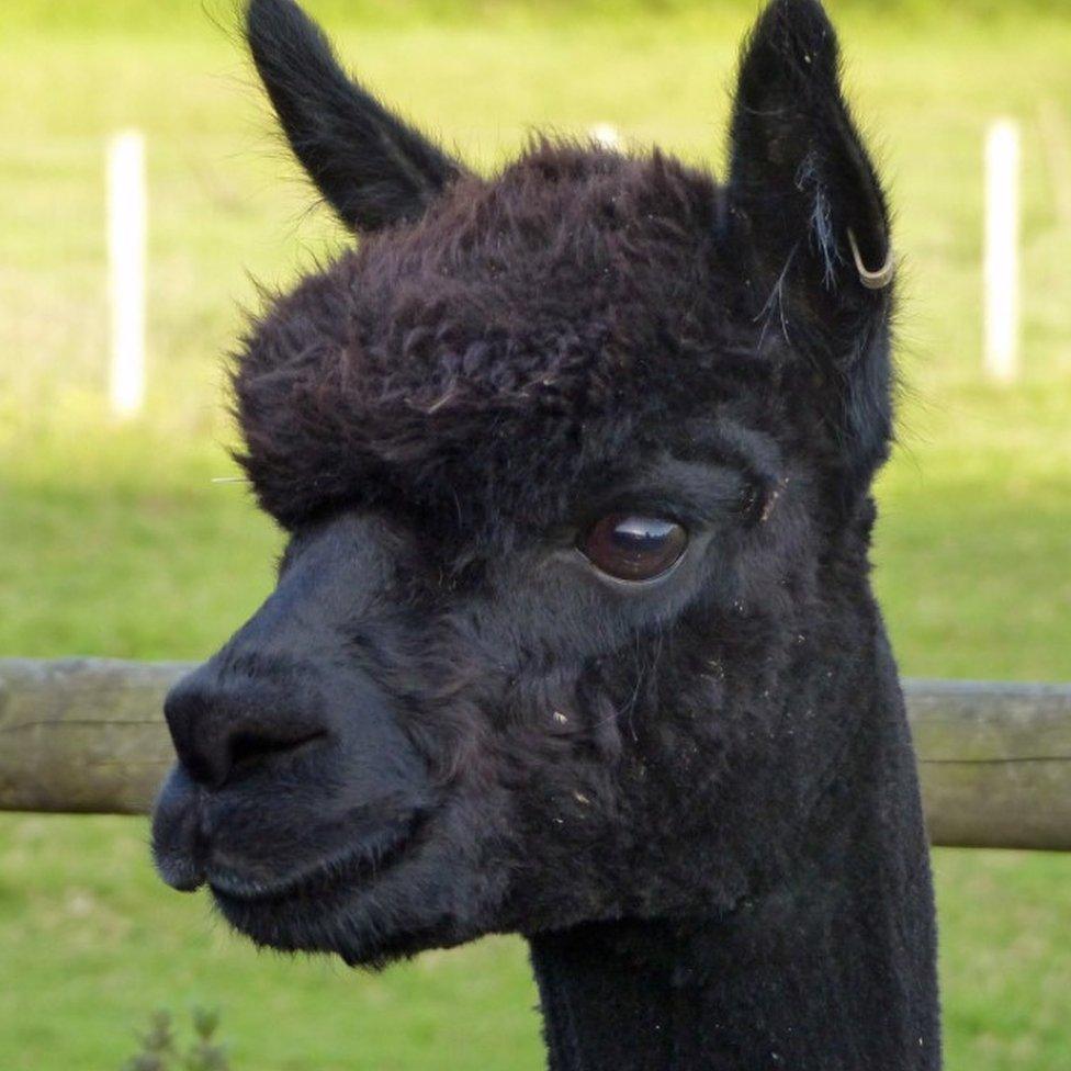 Geronimo the alpaca