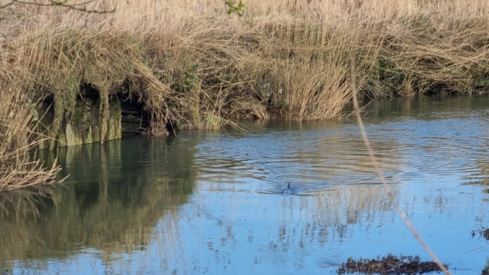 A porpoise in the river