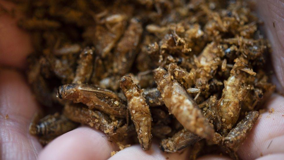 Edible crickets