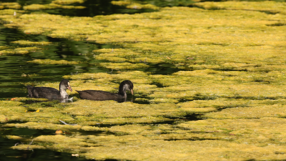 Algae on lake in London