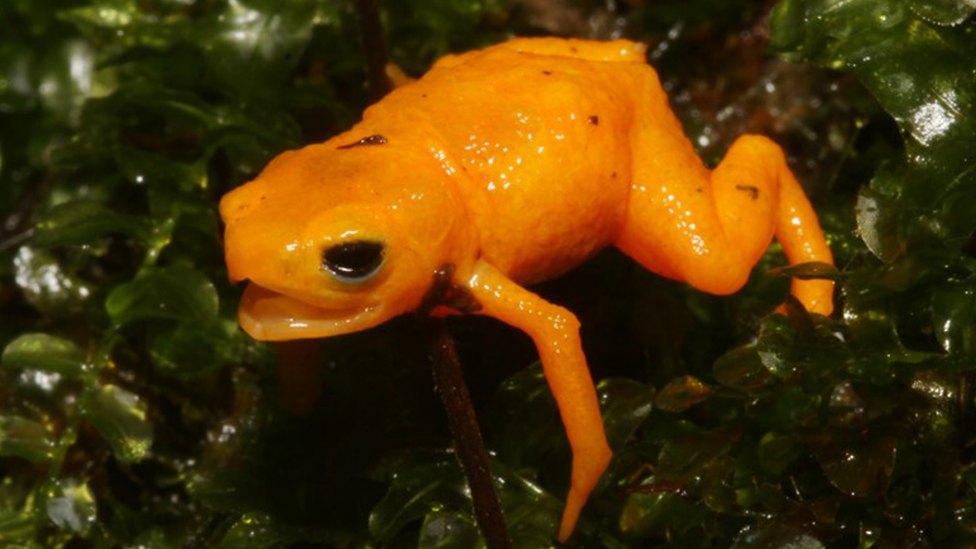 pumpkin-toadlet.