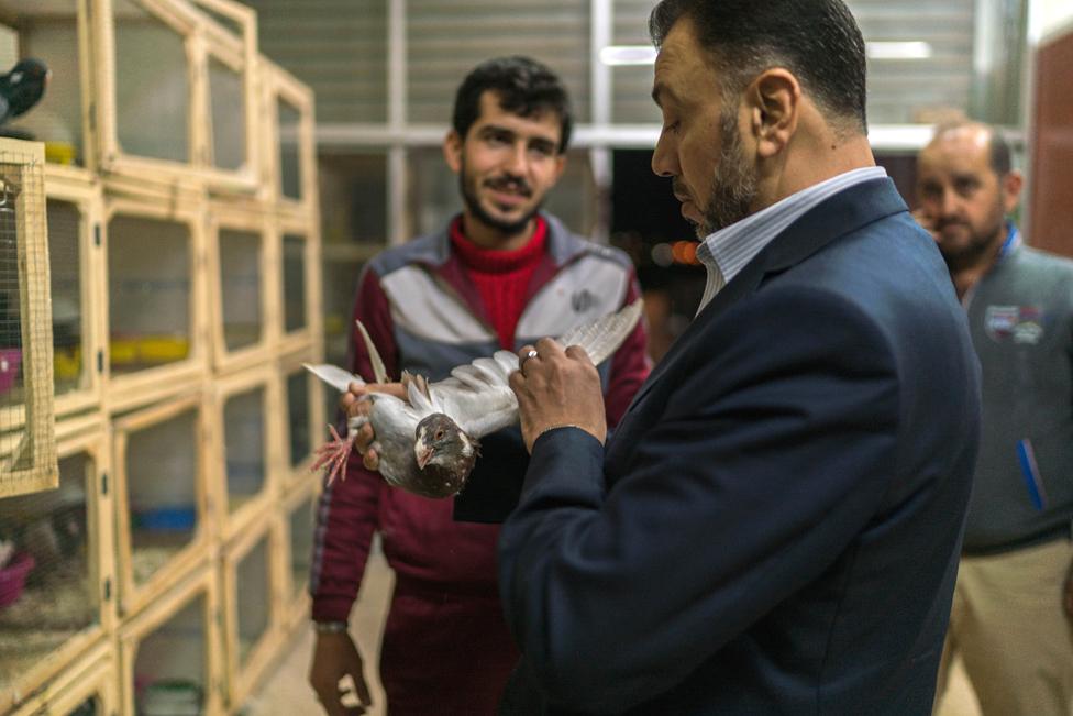 Nasser al-Hindi inspecting a bird's wings