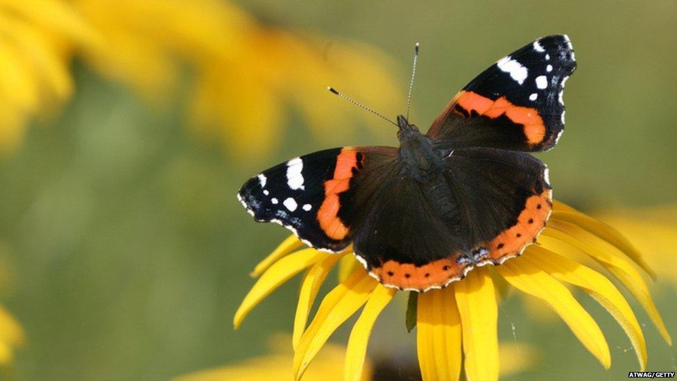 Red admiral butterfly sitting on a yellow flower