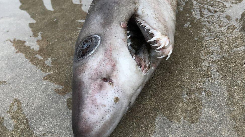 Crocodile Shark