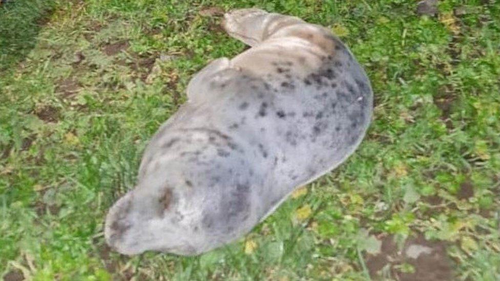 Echo a rescued seal pup