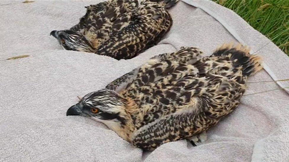 Two osprey chicks