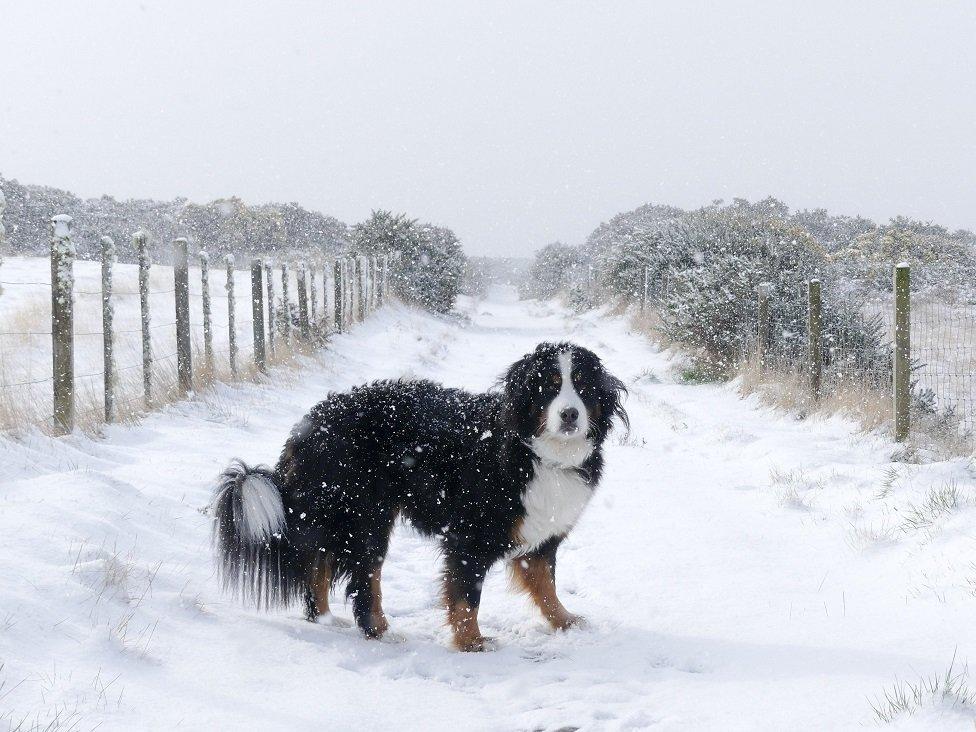 dog in snow in Tain