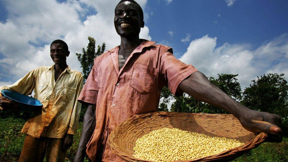 Soy farmers in a field