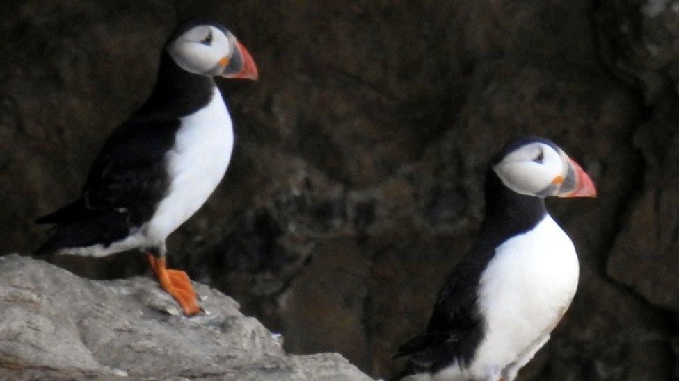 Dancing Ledge puffins