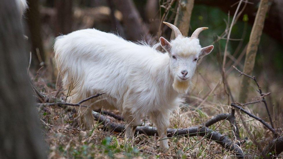 Shenkin IV, the regimental goat of 3rd Battalion The Royal Welsh