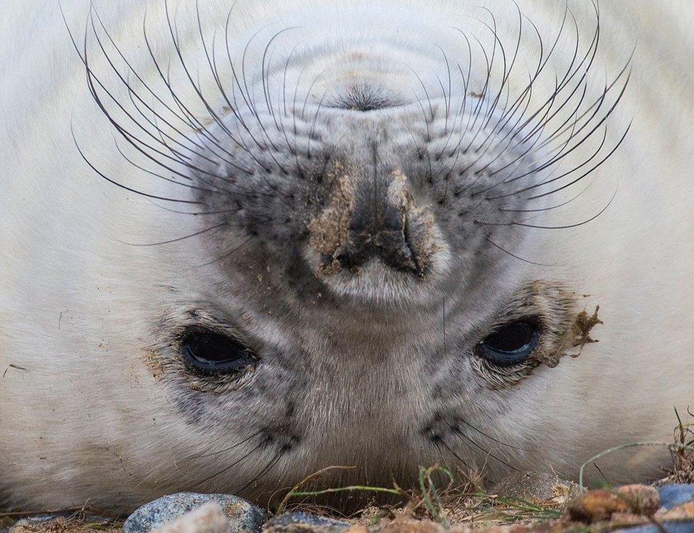 A seal lying upside down