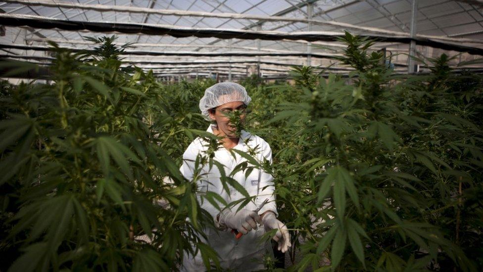 A cannabis farm near Safed in northern Israel