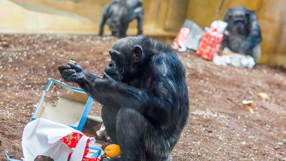 A chimpanzee unwraps a gift in a zoo. It's torn open some festive wrapping paper.