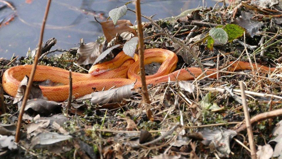 Corn snake in leaves