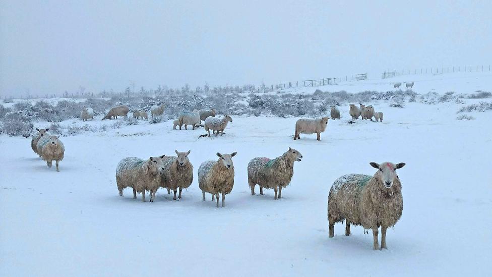 Defaid yn yr eira yng Nghaerffili