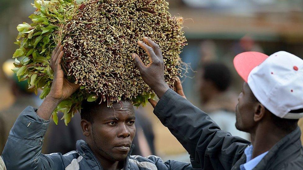 A khat farmer carries his khat harvest at a local open air market at Maua, in Meru county on September 9, 2016 in Kenya's central province