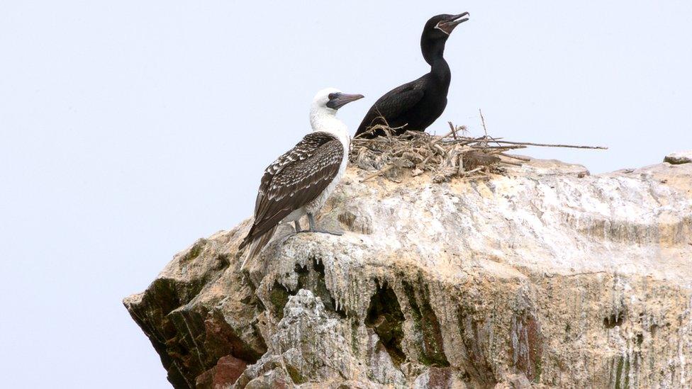 Cormorats on guano rock