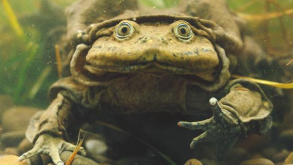 Giant Titicaca Lake frog, Telmatobius culeus