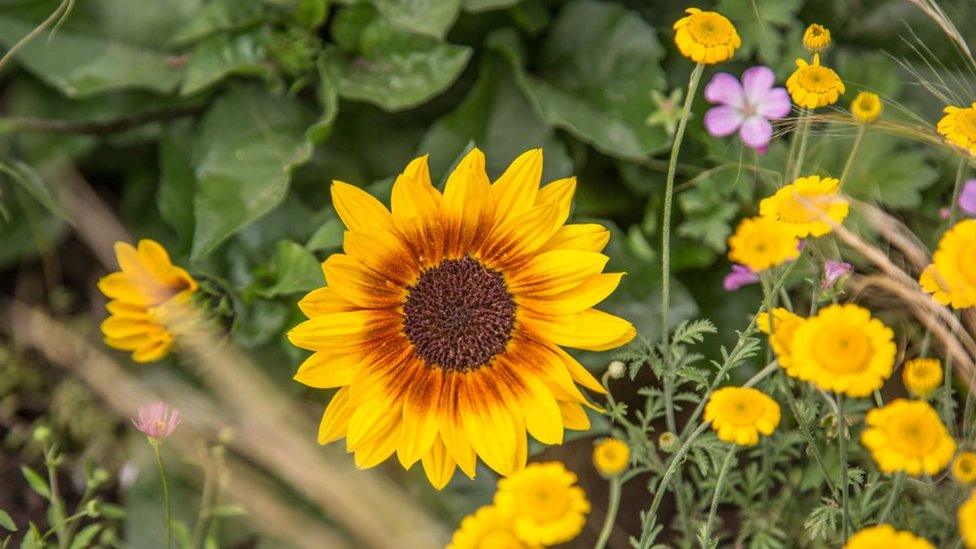 Sunflower in the Sunshine Garden