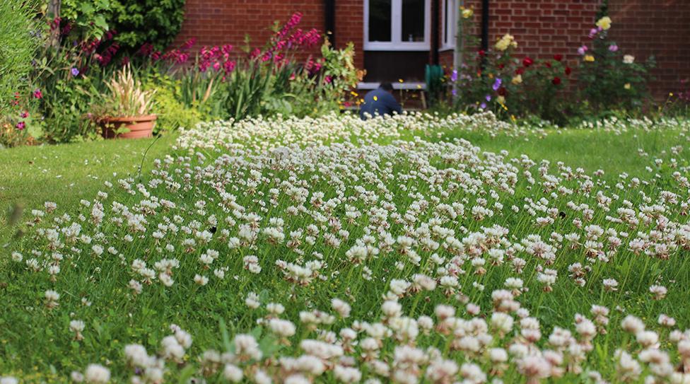 Andrea Skevington's garden full of white and pink flowers