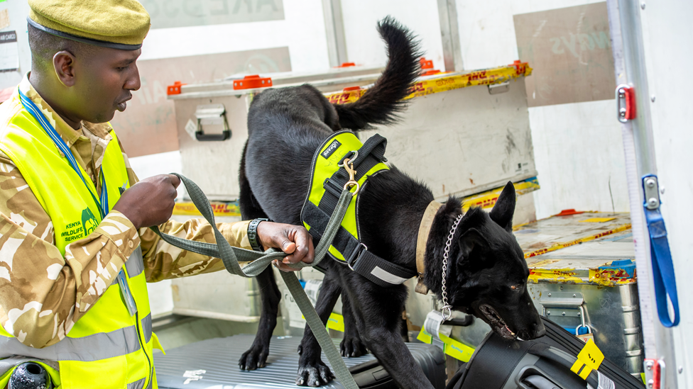 A dog handler holding the lead of a black dog that is sniffing containers at Jomo Kenyatta International Airport in Nairobi, Kenya