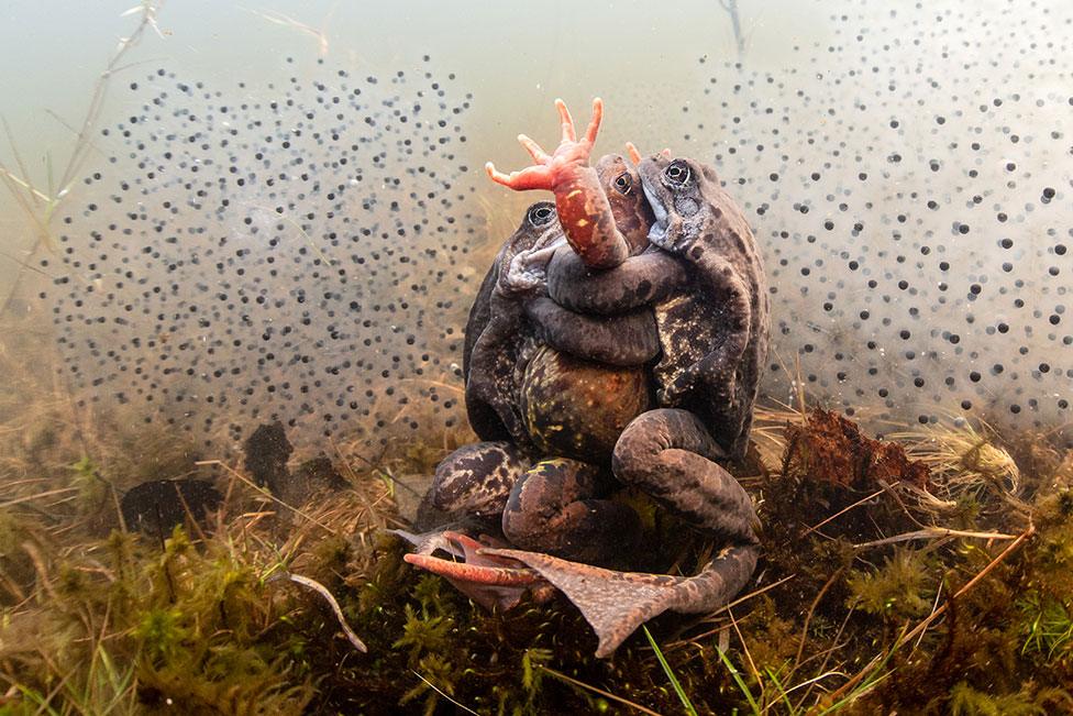 Frogs mate together surrounded by frogspawn