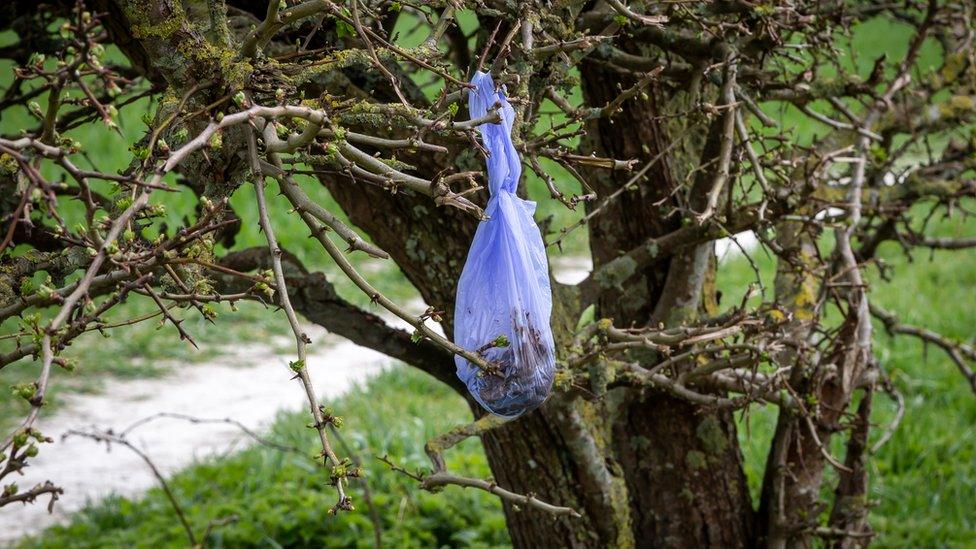 dog poo bag hanging from tree