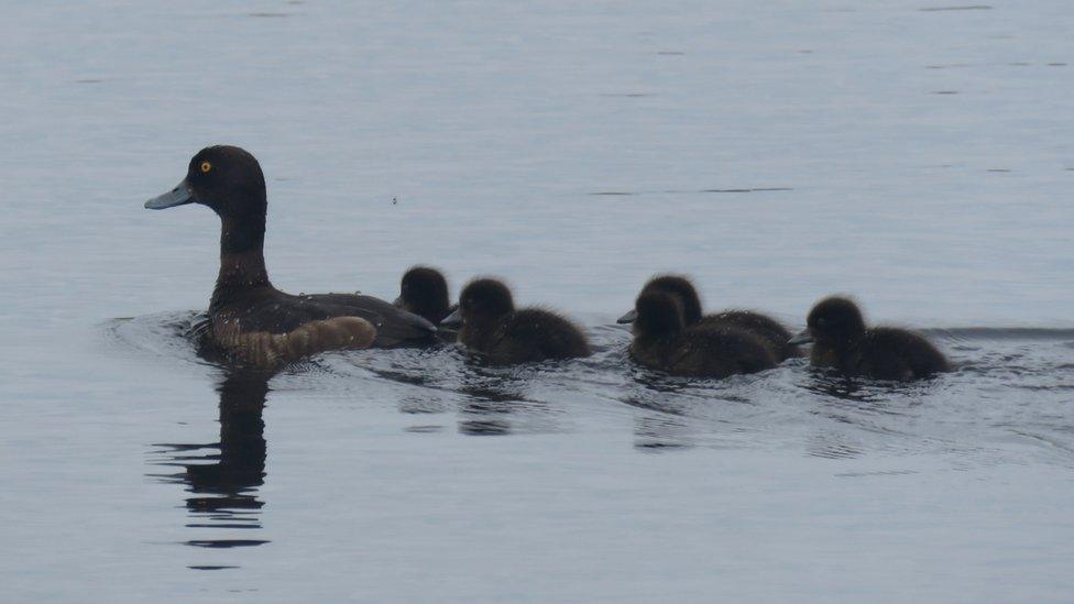 Tufted ducks