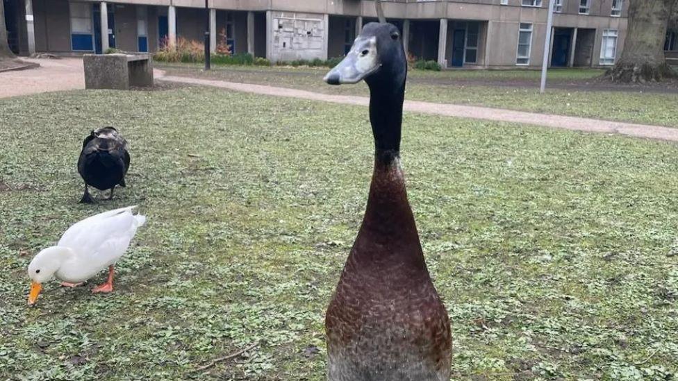 Long Boi with other ducks in a field