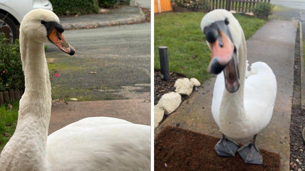 Two pictures of a swan - the left has the swan standing on a path looking to the right and the picture on the right has the swan with its mouth open.