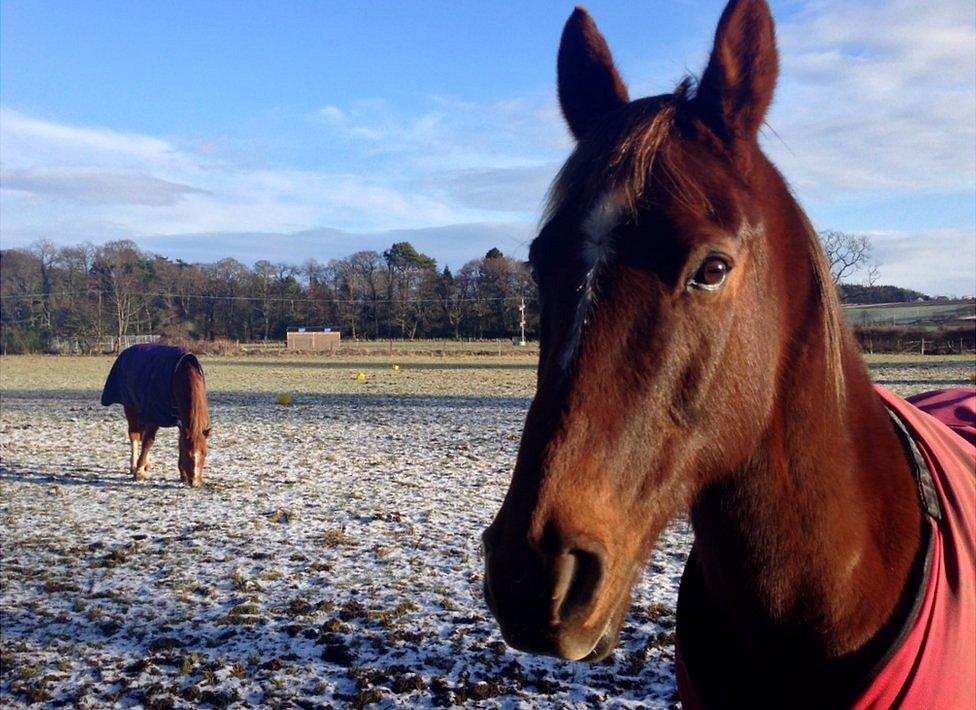 Horse (c) Victoria Gill