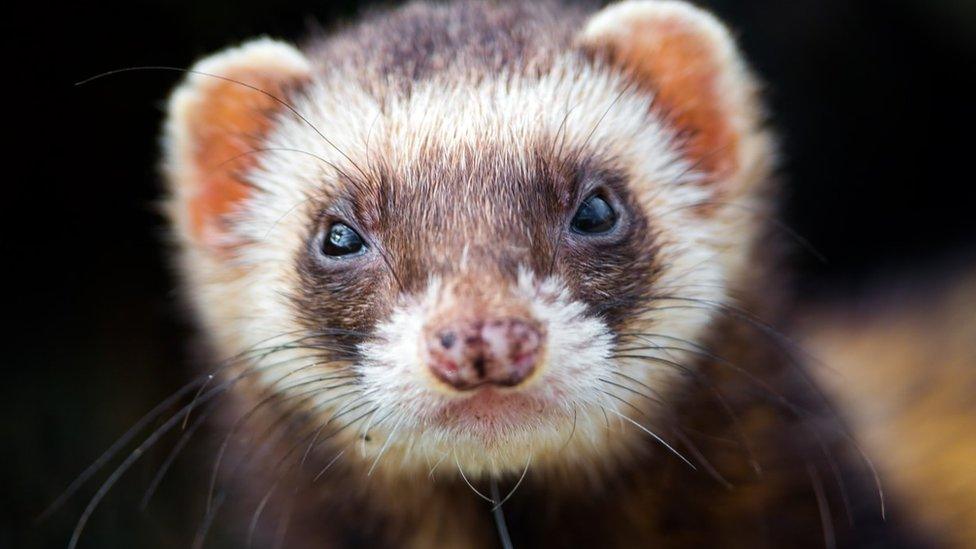 Closeup of a ferret's head