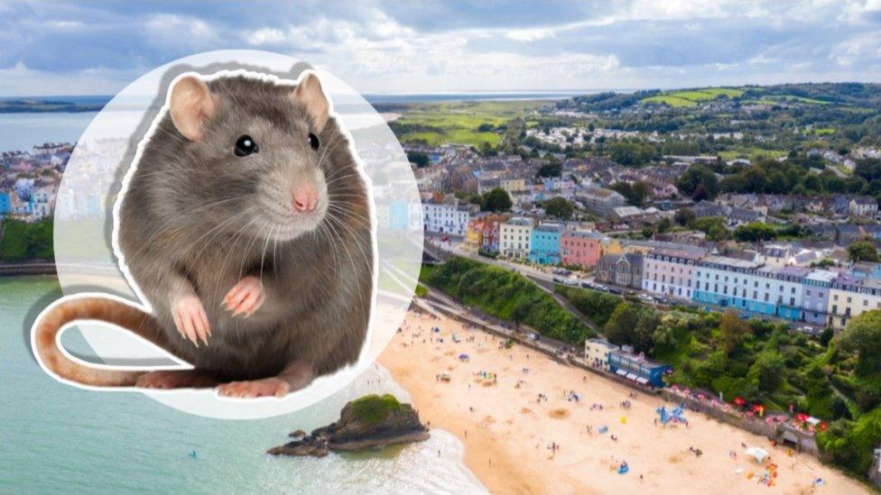 Big rat Tenby.