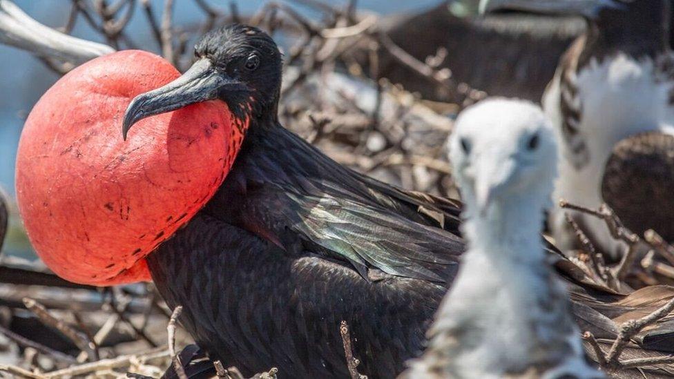 A frigatebird puffs up his throat