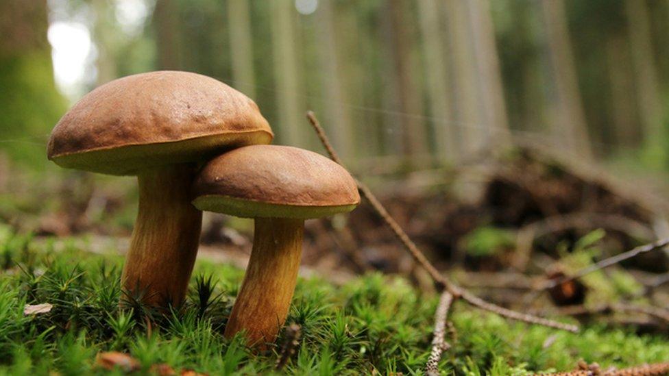 mushrooms in forest floor