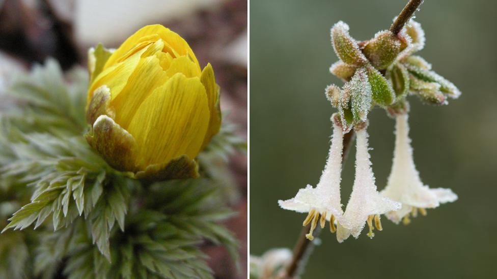 Adonis ameurensis (left); lonicera elisae (right)