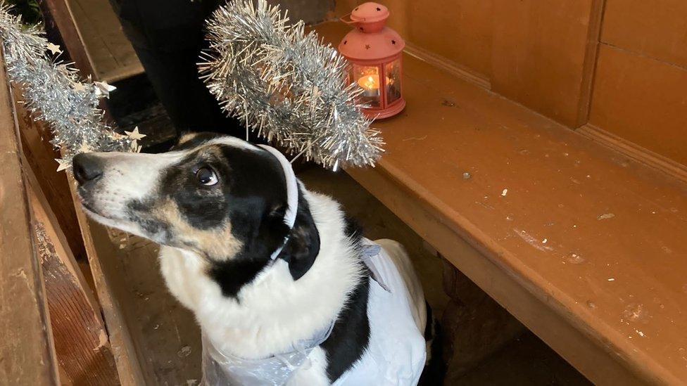 Lottie the sheep dog plays the angel Gabriel