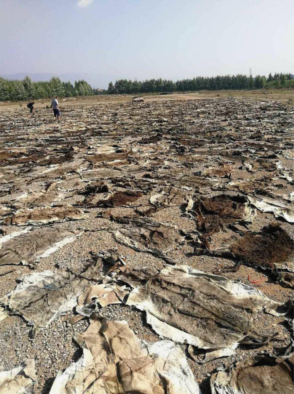 Donkey hides are laid out to dry in Ghana