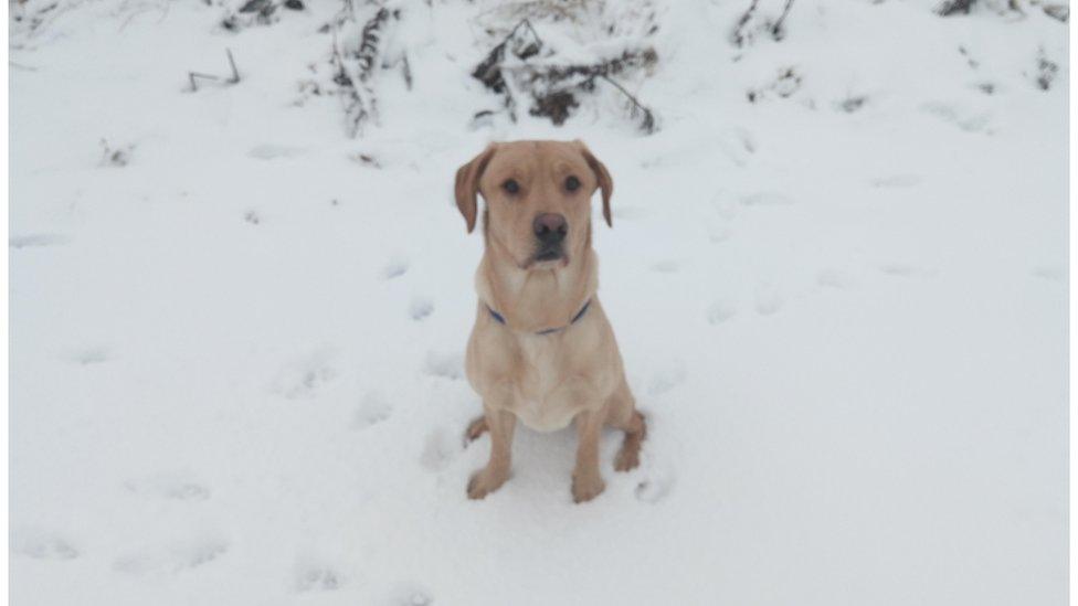 Weather watcher RFC fraser sent this picture of Cooper's snowy adventure in Sanquhar, Dumfries and Galloway